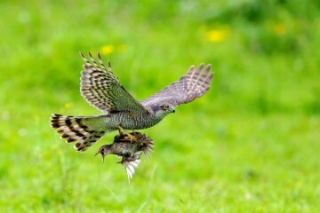 tagestour Lebensraum Natur Mecklenburg