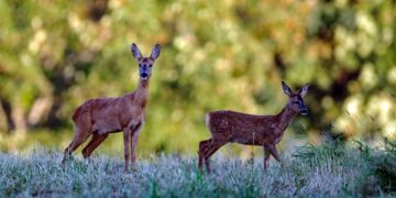 tagestour Lebensraum Natur Mecklenburg