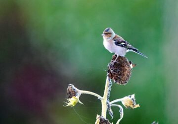 tagestour Lebensraum Natur Mecklenburg