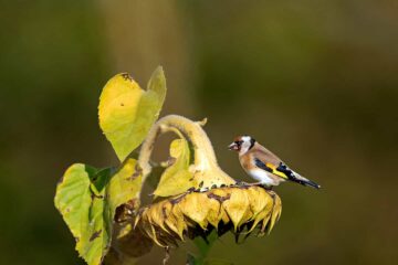 tagestour Lebensraum Natur Mecklenburg