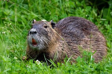 tagestour Lebensraum Natur Mecklenburg