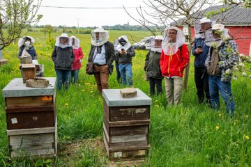 Bienenstock