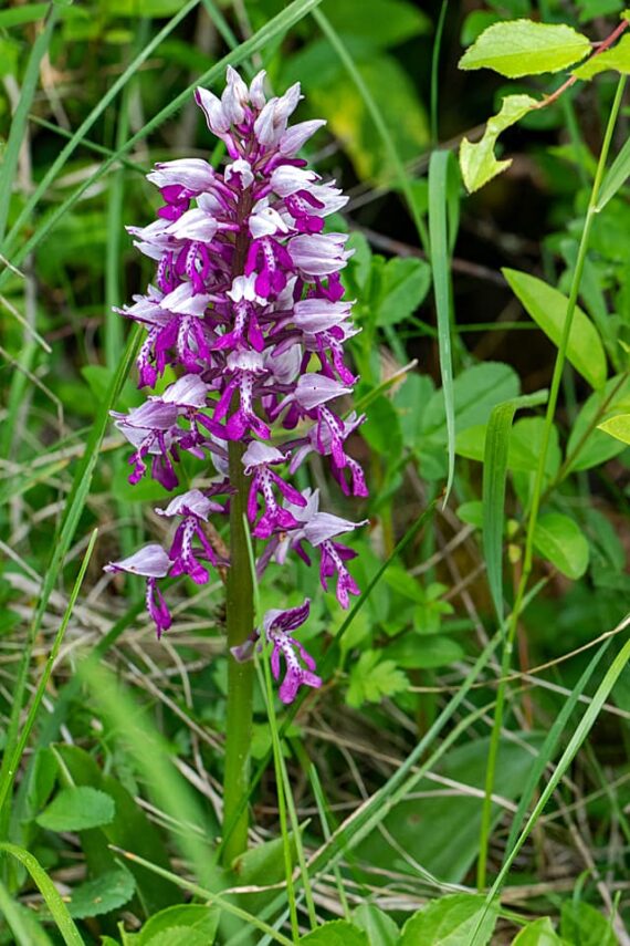 Orchis-militaris - Helm-Knabenkraut