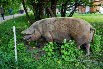 Bio Schwein