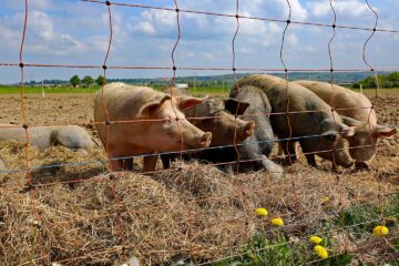 Bio Schweinezucht