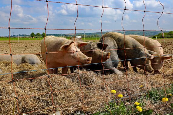 Bio Schweinezucht