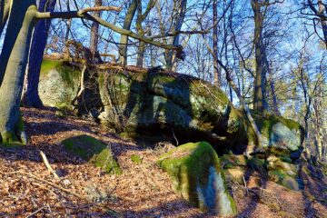 der naturnahe Wald