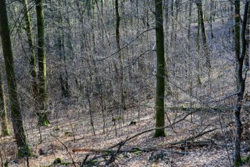 deutscher wald