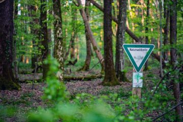 Exkursion deutscher Wald