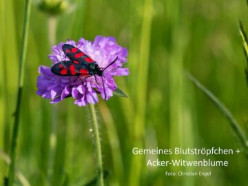 Exkursion deutscher Wald