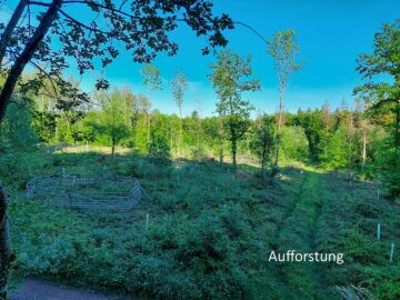 Exkursion deutscher Wald