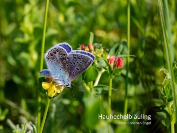 Exkursion deutscher Wald