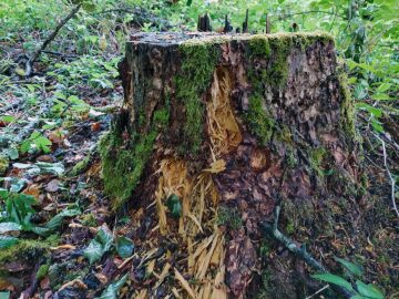 Exkursion deutscher Wald