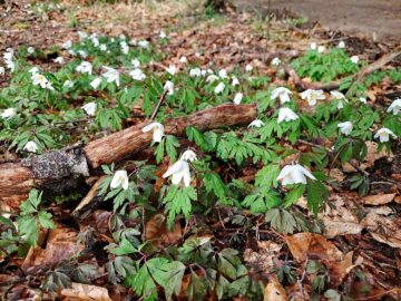 Führung Wald