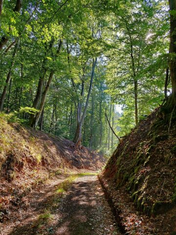 geführte tour deutscher wald