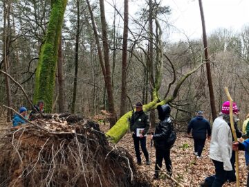 Wald Führung / Exkursion