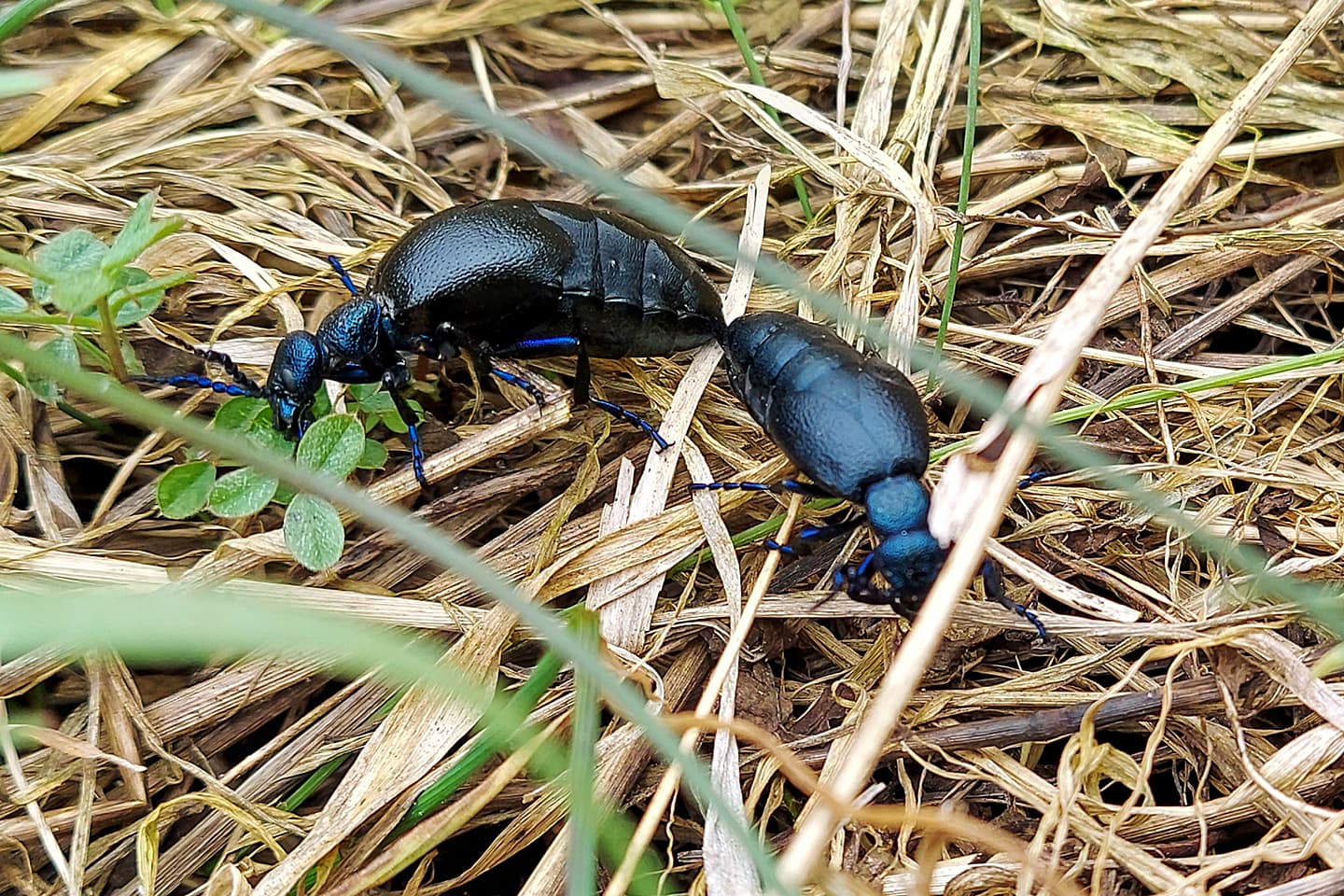 Paarung Schwarzblauer Ölkäfer - Meloe proscarabaeusbei Paarung Schwarzblauer Ölkäfer