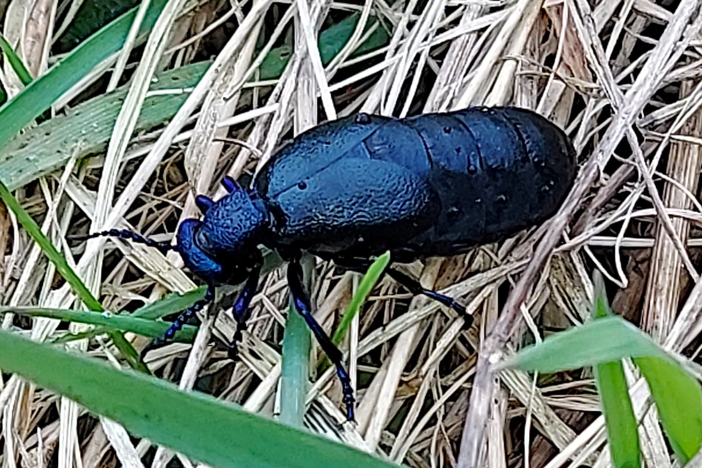 Schwarzblauer Ölkäfer (Meloe proscarabaeusbei)