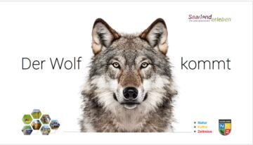 Der Wolf kommt