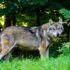 Vortrag: Der Wolf kommt