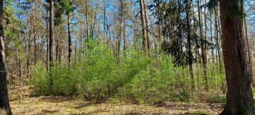 Wald