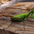 Gottesanbeterin Mantis-Religiosa