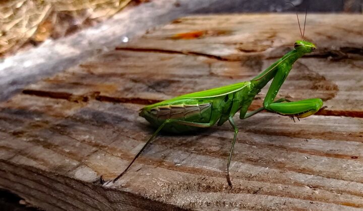 Gottesanbeterin Mantis-Religiosa