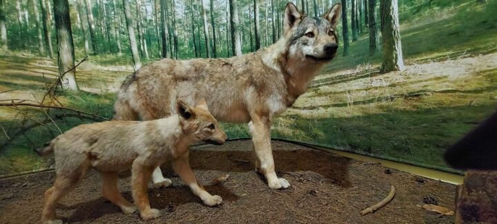 Wolfspräparate aus der "Wolfsscheune", dem Wolfsbildungszentrum in Rieschen, Sachsen