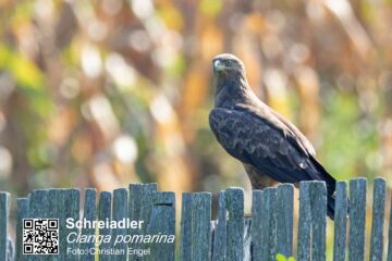 geführte Reisen Rumänien Siebenbürgen Tiere Schreiadler