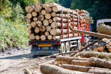 geführte Reisen Rumänien Siebenbürgen Wald Holz Raubbau