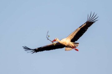 Storch beim Nestbau